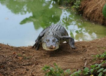 alligator κροκόδειλος