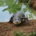 alligator κροκόδειλος