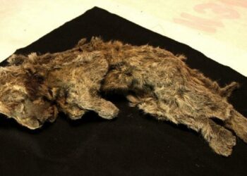 «Η κοιμώμενη Σπάρτη» – Βρέθηκε άριστα διατηρημένο λιοντάρι «ηλικίας 28.000 χρόνων» στη Σιβηρία