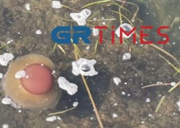 Θεσσαλονίκη: Γέμισε το λιμάνι μέδουσες σαν τηγανητά αυγά!