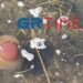Θεσσαλονίκη: Γέμισε το λιμάνι μέδουσες σαν τηγανητά αυγά!