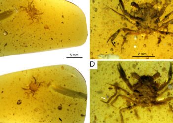 Ανακαλύφθηκε το πρώτο πλήρως διατηρημένο καβουράκι από την εποχή των δεινοσαύρων