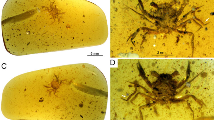 Ανακαλύφθηκε το πρώτο πλήρως διατηρημένο καβουράκι από την εποχή των δεινοσαύρων