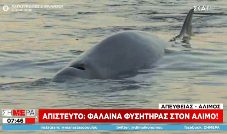 Απίστευτες εικόνες στον Άλιμο: Φάλαινα φυσητήρας εντοπίστηκε στα ρηχά