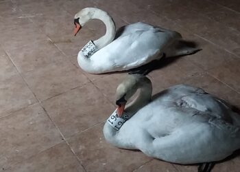 Η ιστορία δύο «ερωτευμένων» κύκνων που διδάσκουν την αγάπη και την στοργή