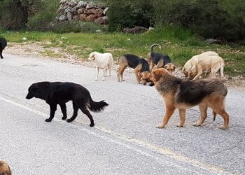 Χαλκιδική: Αγέλη σκύλων επιτέθηκε σε μαθήτρια