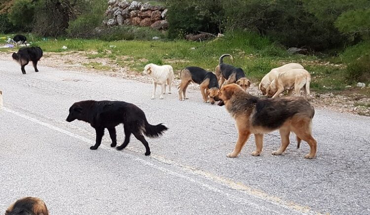 Χαλκιδική: Αγέλη σκύλων επιτέθηκε σε μαθήτρια