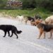 Χαλκιδική: Αγέλη σκύλων επιτέθηκε σε μαθήτρια