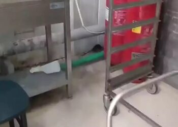 Σοκαριστικό! Αρουραίος κυκλοφορεί στην κουζίνα του ΑΠΘ (Βίντεο)