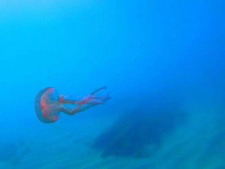 Μωβ μέδουσα της Μεσογείου: Έξαρση και το φετινό καλοκαίρι στις θάλασσες