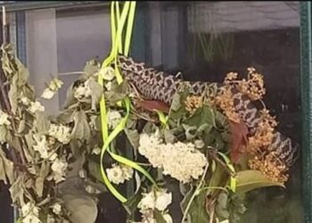 Πανικός σε νηπιαγωγείο στα Τρίκαλα – Βρέθηκε οχιά στην είσοδο του σχολείου