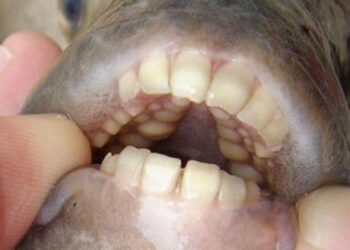 Το ψάρι που έχει ανθρώπινα δόντια