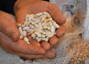 Το Γεωπονικό Πανεπιστήμιο Αθηνών ανέλαβε πρωτοβουλία για την εγγραφή του στοιχείου «Τοπικές και γηγενείς γεωργικές ποικιλίες: γνώσεις και πρακτικές»