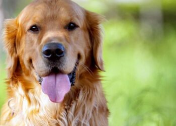 Θεσσαλονίκη: Σκότωσε σκύλο με λοστό – Συνελήφθη ο 44χρονος