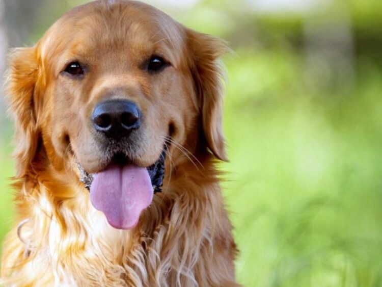 Θεσσαλονίκη: Σκότωσε σκύλο με λοστό – Συνελήφθη ο 44χρονος