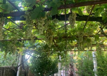 Στον τρύγο το “έριξε” ο υφ. Παιδείας