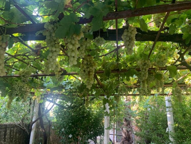 Στον τρύγο το “έριξε” ο υφ. Παιδείας