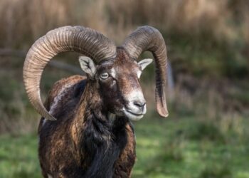 Τράγος επιτέθηκε και τραυμάτισε σοβαρά 8χρονο στη Κρήτη