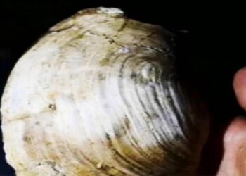 Κως: Φοιτητής ανακάλυψε νέο σπάνιο είδος σαλιγκαριού και πήρε το όνομά του (video)