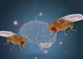 Αλτσχάιμερ: Νέα έρευνα αποκαλύπτει πιθανή αιτία της νόσου Αλτσχάιμερ