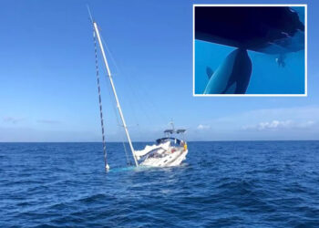 Φάλαινες στην Ισπανία βυθίζουν σκάφη και μαθαίνουν και στα παιδιά τους να το κάνουν (video)