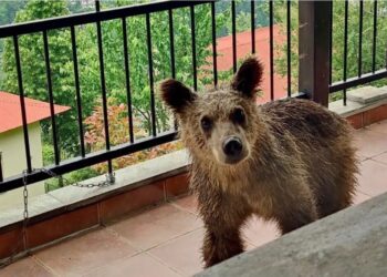 Πίνδος: Μικρό αρκουδάκι έχει κάνει «στέκι» ένα μπαλκόνι σπιτιού[Φωτογραφίες]