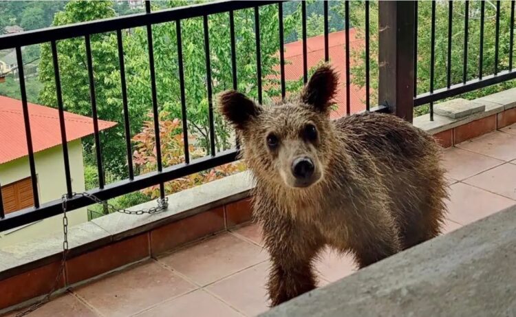 Πίνδος: Μικρό αρκουδάκι έχει κάνει «στέκι» ένα μπαλκόνι σπιτιού[Φωτογραφίες]
