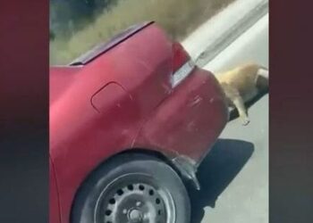 Κτηνωδία: Έσερνε το σκύλο πίσω από το αυτοκίνητο δεμένο με σύρμα – Τον σταμάτησε οδηγός (video)