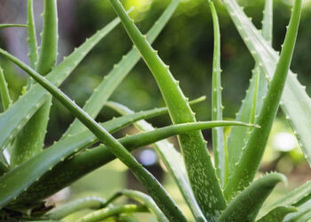 Νέα βόμβα από τον ΠΟΥ: Στη λίστα με τις πιθανώς καρκινογόνες ουσίες και η Αλόη Βέρα