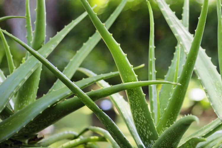 Νέα βόμβα από τον ΠΟΥ: Στη λίστα με τις πιθανώς καρκινογόνες ουσίες και η Αλόη Βέρα