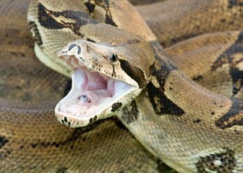 Σοκ στη Θεσσαλονίκη – Εντοπίστηκε βόας στο κέντρο της Τούμπας