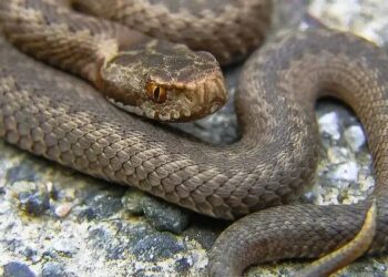 Τραγικές στιγμές για 37χρονο-Πάλευε με φίδι και τον δάγκωσε