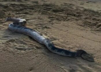 Τεράστιο δηλητηριώδες φίδι «σκόρπισε» τον τρόμο σε παραλία[Φωτογραφία]