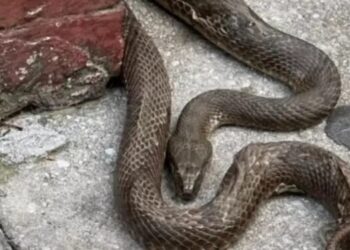 Νέο Σοκ: Φίδι δάγκωσε παιδί 3,5 ετών ενώ έτρωγε σε ταβέρνα με τους γονείς του