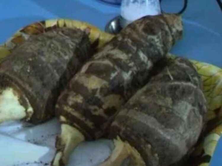 Τo μυστικό της μακροζωίας των Ικαριωτών: Η υπερτροφή που θεωρείται…μαγικός ζωμός