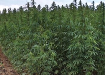 Οικογενειακή επιχείρηση: Ζευγάρι στην Λάρισα μαζί με τον γιο τους, είχαν την μεγαλύτερη χασισοφυτεία στο νομό