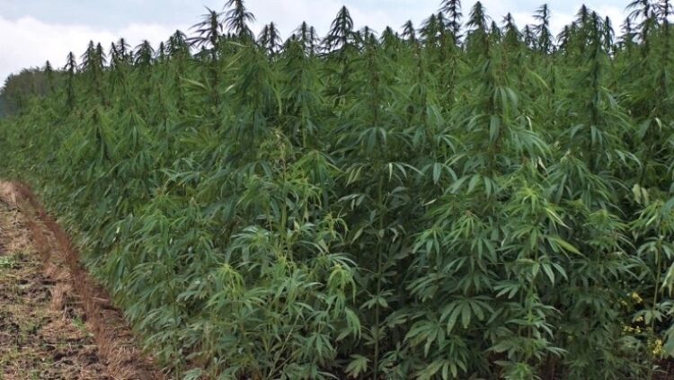 Οικογενειακή επιχείρηση: Ζευγάρι στην Λάρισα μαζί με τον γιο τους, είχαν την μεγαλύτερη χασισοφυτεία στο νομό