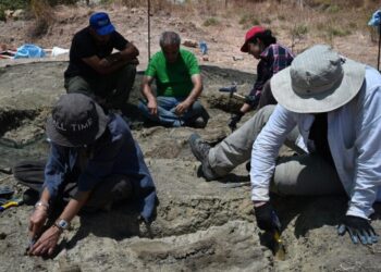 Σπάνιο εύρημα ανασκαφής στην Κρήτη: Ήρθαν «στο φως» απολιθώματα ιπποποτάμων – νάνων 300.000 ετών