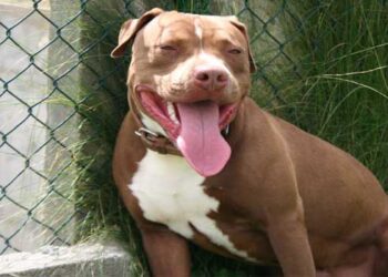 Φρίκη στο Βύρωνα με Νεκρή 60χρονη: Την κατασπάραξαν τα πιτ μπουλ μέσα στο σπίτι της