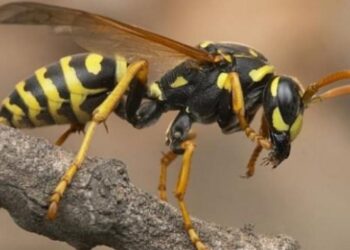 Τραγικές στιγμές για οικογένεια – 4χρονος κατάπιε δύο σφήκες πίνοντας πορτοκαλάδα (φωτο, video)