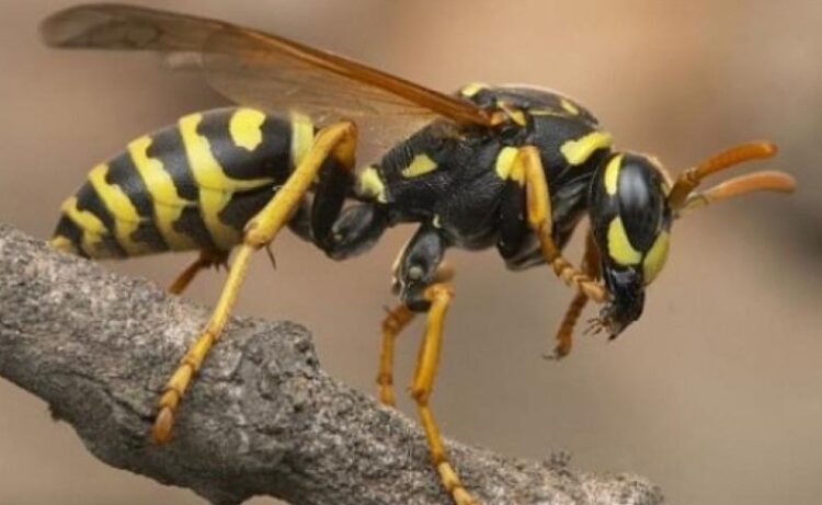 Τραγικές στιγμές για οικογένεια – 4χρονος κατάπιε δύο σφήκες πίνοντας πορτοκαλάδα (φωτο, video)