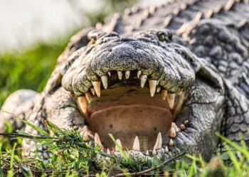 Γυναίκα επιβιώνει από θαύμα μετά από πολύωρη μάχη με κροκόδειλο – Η στιγμή της διάσωσής της