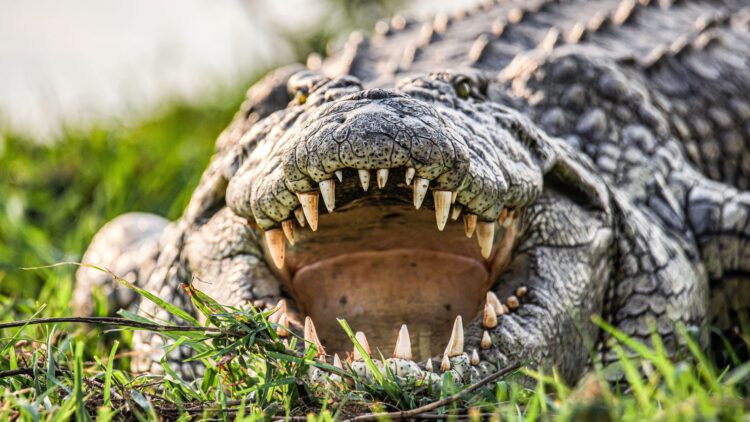 Γυναίκα επιβιώνει από θαύμα μετά από πολύωρη μάχη με κροκόδειλο – Η στιγμή της διάσωσής της