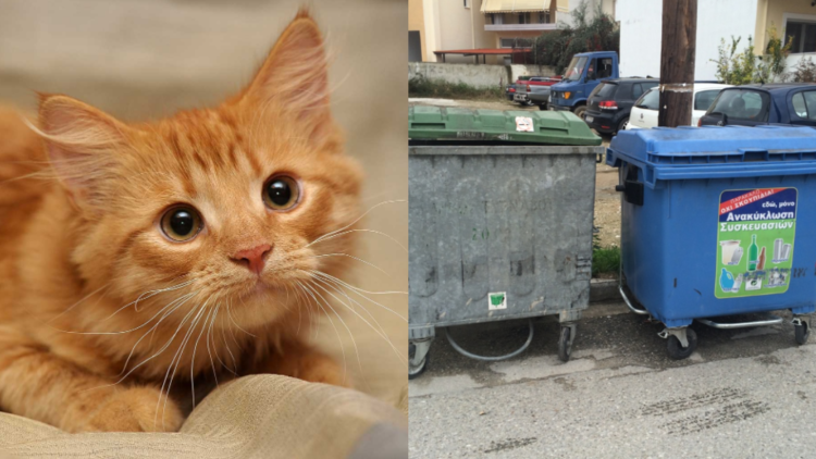 Έλουσε γατάκι με οινόπνευμα, το έβαλε σε σακούλα και το πέταξε στα σκουπίδια