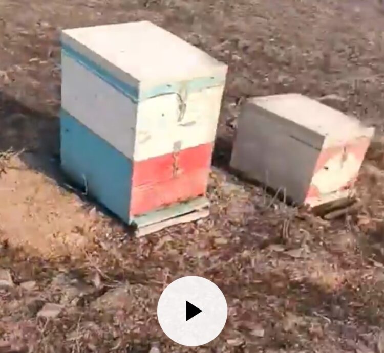 Μελισσοκόμος σπαράζει με λυγμούς βλέποντας τα κατεστραμμένα μελίσσια του από τη φωτιά στον Έβρο – «Κοριτσάκια μου ο πιο σκληρός θάνατος σας βρήκε»