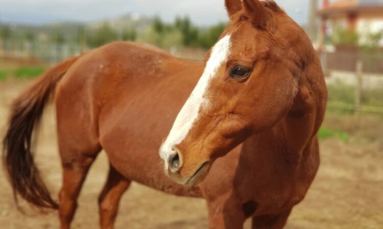 Φρίκη στο Πήλιο: Άρχισε τις περιπτύξεις για να Βιaσει Άλογο και τον πρόλαβαν στο ”Τσακ”