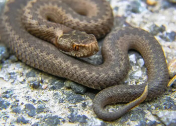 Απίστευτο περιστατικό: Γυναίκα τραυματίστηκε σοβαρά απο φίδι…που έπεσε από γεράκι