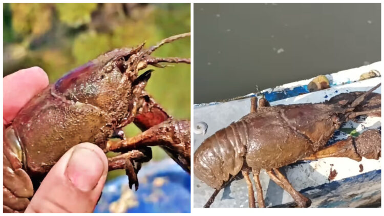 Γέμισε Τεράστιες καραβίδες και καβούρια ο Πηνειός![video]