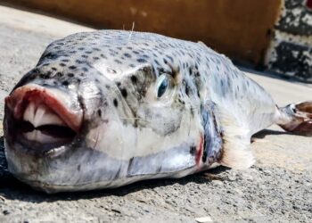 Λαγοκέφαλοι δαγκώνουν λουόμενους και σκορπάνε τον τρόμο στην Κρήτη: «Κάποιες επιθέσεις έχουν καταλήξει και σε ακρωτηριασμούς»