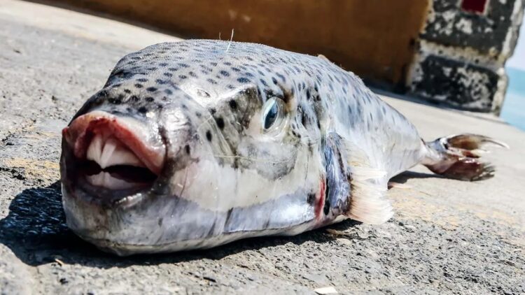 Λαγοκέφαλοι δαγκώνουν λουόμενους και σκορπάνε τον τρόμο στην Κρήτη: «Κάποιες επιθέσεις έχουν καταλήξει και σε ακρωτηριασμούς»